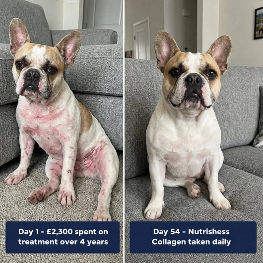Nutrishess Triple Collagen for Dogs