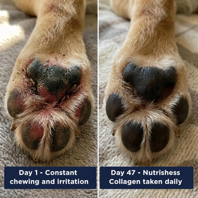 Nutrishess Triple Collagen for Dogs